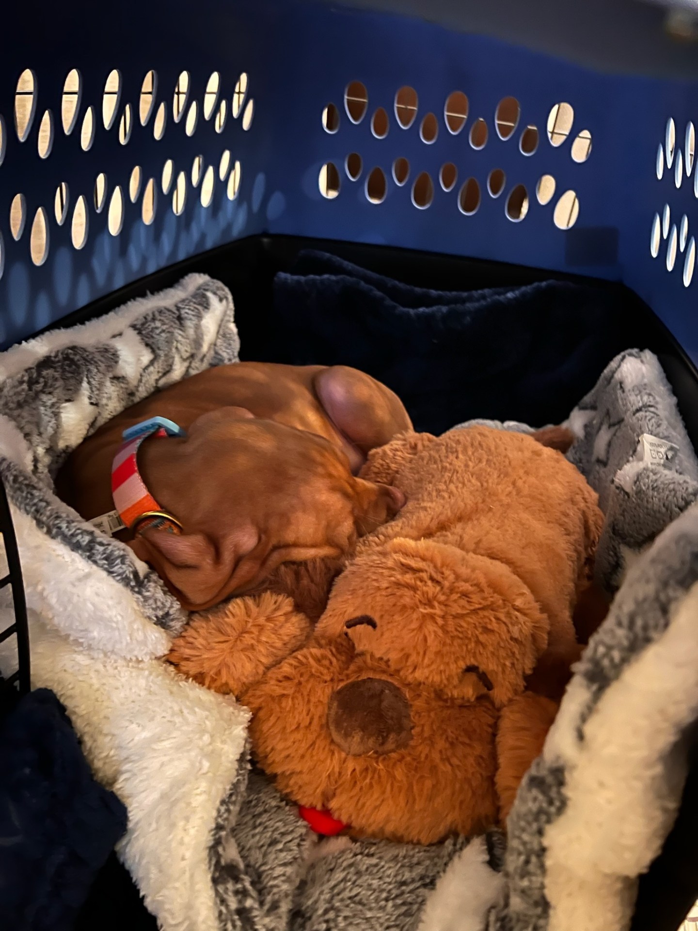 Training Design Methods Crate Training a Vizsla Puppy: Our Honest Experience – Vizsla Diaries