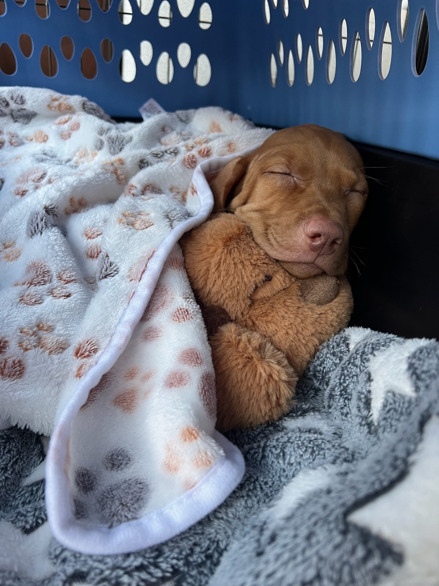 Training Design Methods Crate Training a Vizsla Puppy: Our Honest Experience – Vizsla Diaries